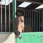 Lily - @lily_hicks__eq - Instagram