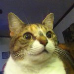 Lily Lulu Holley - @lilydacat - Instagram