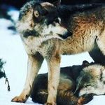 lily marie holley - @wolfgirl1411 - Instagram
