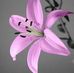 Lily Honor - Facebook