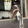Lily Jefferson - @lily.horse..riding - TikTok