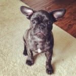 Lily Mae Jefferson - @lilythefrug - Instagram