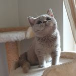 Lilykatz - @lilykatz_cattery - Instagram