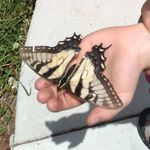 lily kelley - @kelleyfamilyexplorations - Instagram