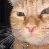 Lilly Kline :) - @lilly.k.227 - TikTok