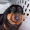 lily - @lilykline - TikTok