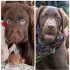 Lilylemon - @nicepetsarecool - TikTok