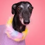 Lily Longnose - @lilylongnose - Instagram