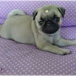 Lily Lord Pug - @lilylordpugoficial - Instagram