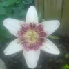 Lily Mathis - @lilymathis8 - TikTok