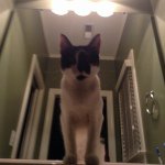 Lily McClain - @lilydadacat - Instagram