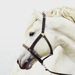 lily mcgregor - @eeyore_and_lily - Instagram