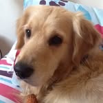 Hana Lily Marie Meehan - @hana_lily368 - Instagram