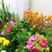 Lily Michael - Facebook