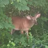 devil son from hell - @lily.murray63 - TikTok