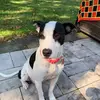 Lily Murray - @puppylily4 - TikTok