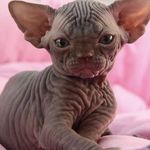Lily Oneil - @lilyoneil2004 - Instagram