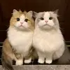 Lilly pao - @lilly.pao - TikTok
