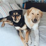 OCEAN & LILY PITTMAN - @pittmanpuppies - Instagram