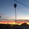 Lily - @lilyplum_283 - TikTok