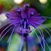 LilyAnn Randolph - Facebook