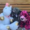 lilyreeves - @.lily.the.bunny - TikTok