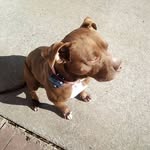 Lily Robbins dog - @beast_thepitbull_2016 - Instagram