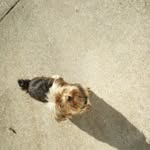 Lily Robbins dog - @pappie_theyorkie_2017 - Instagram