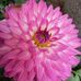 Lily Shaw - Facebook