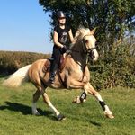 Lily Silverman - @abbeytack - Instagram