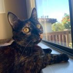 Twyla Lily Silverman-Wyllie - @tortoiseshell.twyla - Instagram