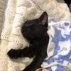 lily - @lilysskinner - TikTok