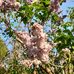 Lilly Stearns - Facebook
