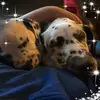 Lily Strait - @lilystrait0 - TikTok
