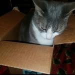 Lily Strait - @lily_da_kitty_cat - Instagram