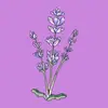 Lily Lavender - @lilylavendertempleton - TikTok