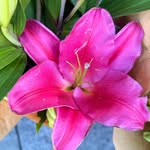 lily - @templetonlily2 - Instagram
