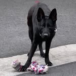 Lily Terrell - @lily_gsd_k9 - Instagram