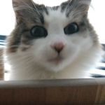 Lily Tobin - @lilytoebean2011 - Instagram