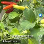Selomitha Cahaya - @lily.tobing - Instagram