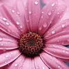 Lillian Whiteman - @lillian.whiteman - TikTok