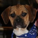 Lily - Wilhelm - @lil_doger - Instagram