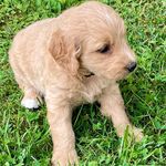 Lily Mae Wilhelm - @lilys_crib - Instagram