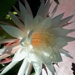 Lin Carter - @lin.carter.10 - Instagram