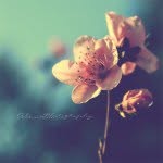Lin Choi - @cll122 - Instagram