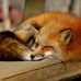 Lin Fox - Facebook