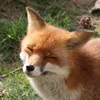 Lin Fox - @lin.fox - TikTok