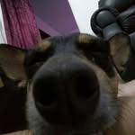 Liriel Alves Ribeiro. - @linfox_dogs - Instagram