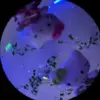 KALE I YAH - @linmiller492 - TikTok