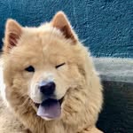 Chow Chow Lina 🦁 - @chowchowlina - Instagram